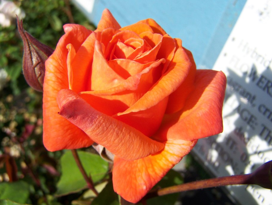 Роза оранж интуишн