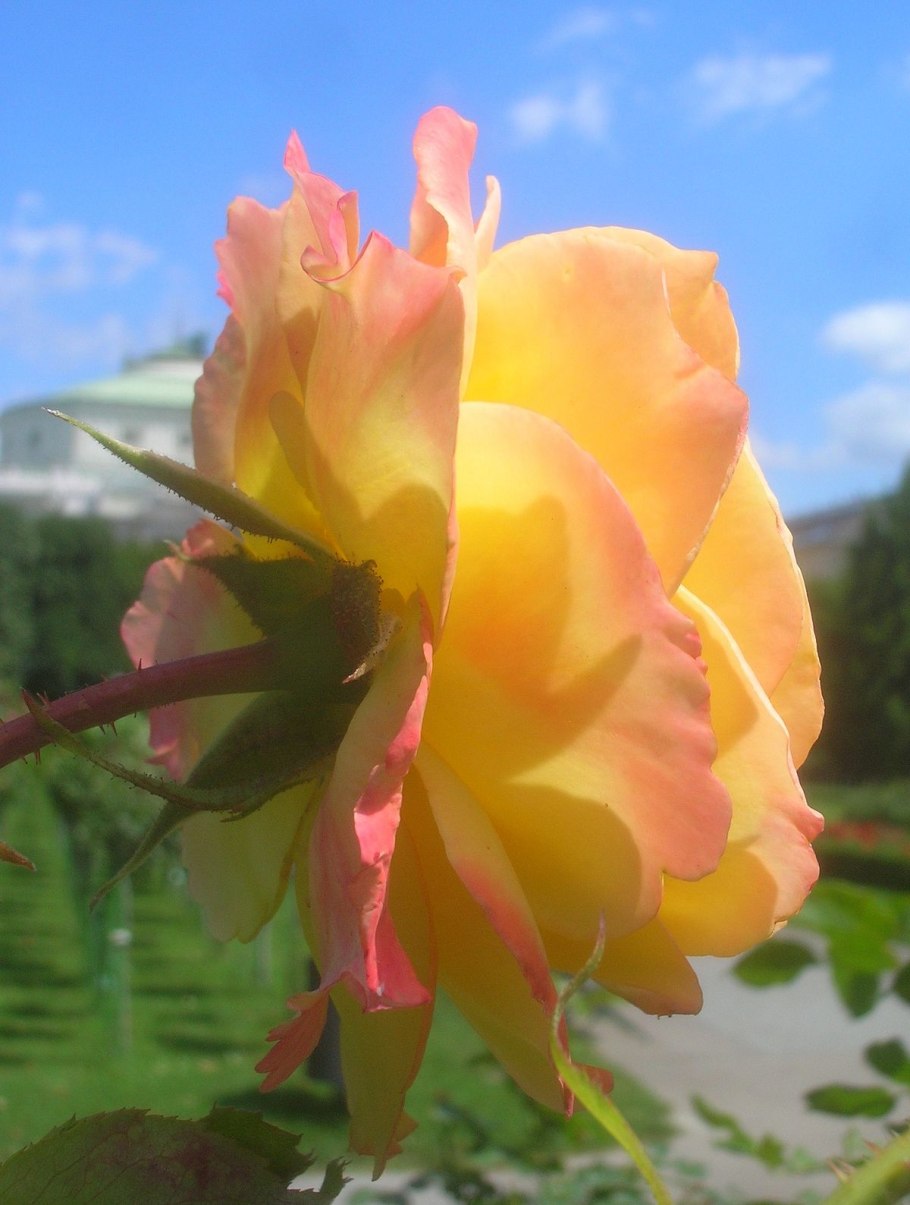 Розы Сноу почвопокровная