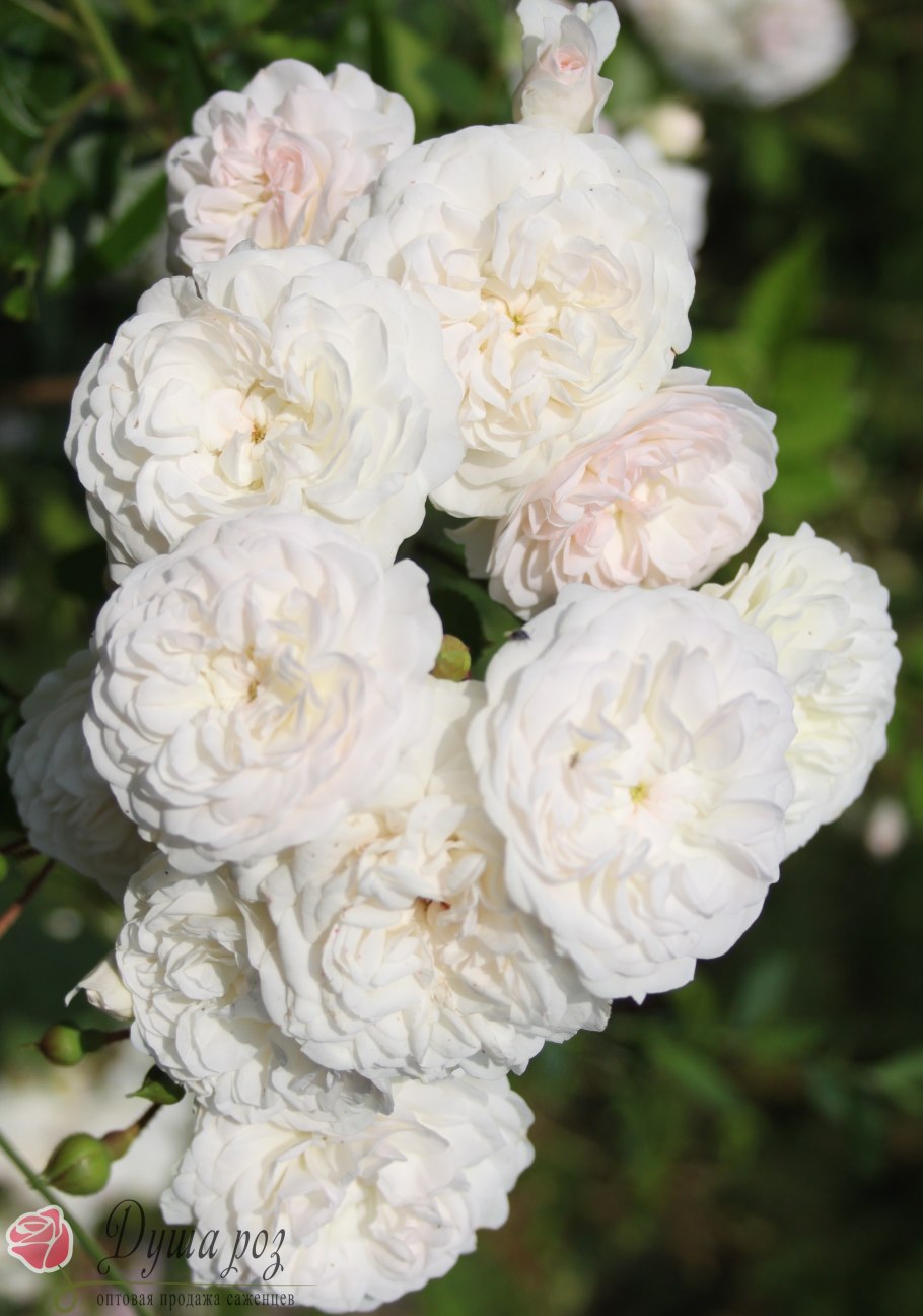 Роза ред Саншайн