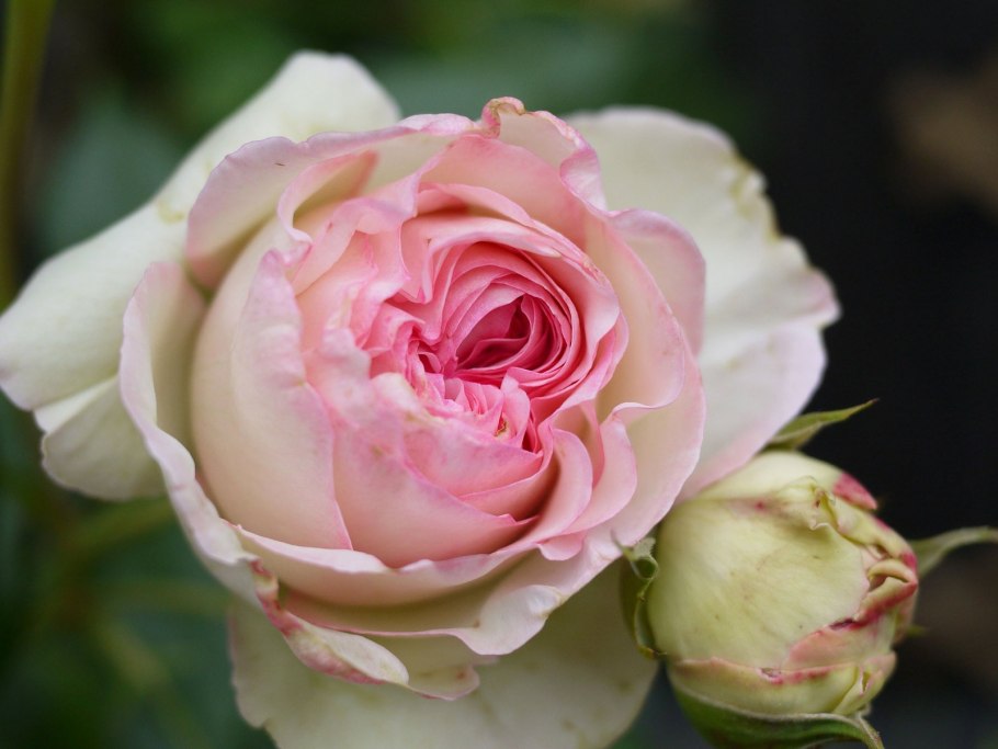 Роза шраб Chippendale