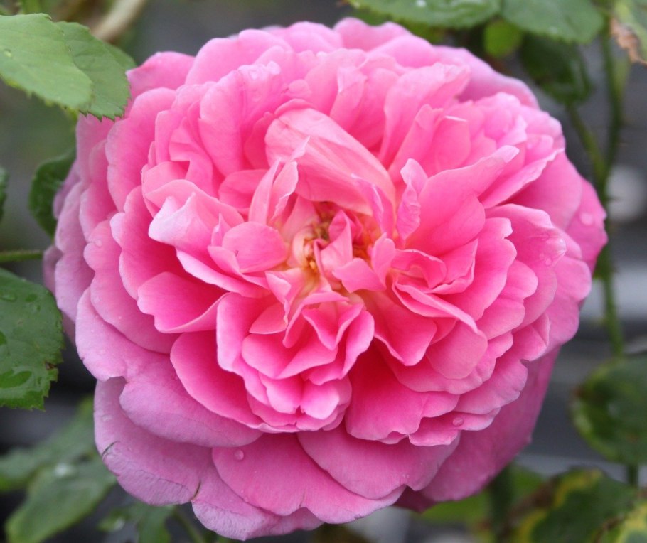 Роза White Eden Rose