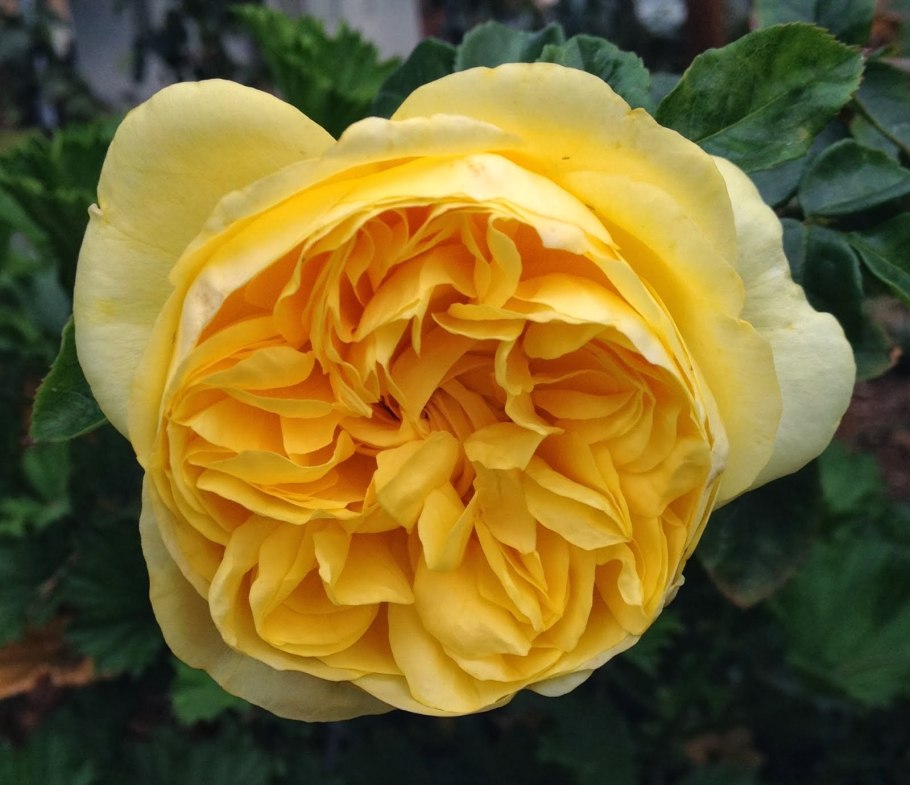 Роза беатрис дэвид остин