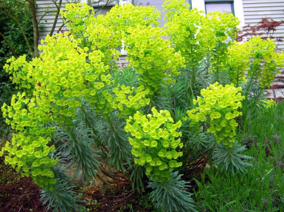 Euphorbia characias subsp wulfenii