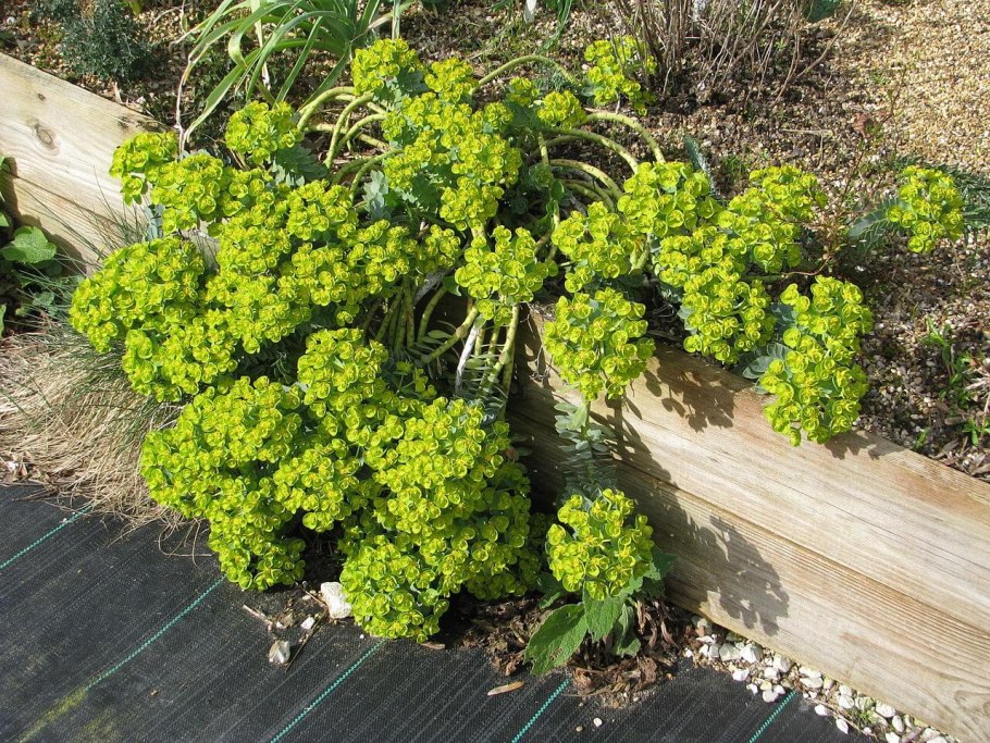 Молочай кипарисовый рубрифолиа