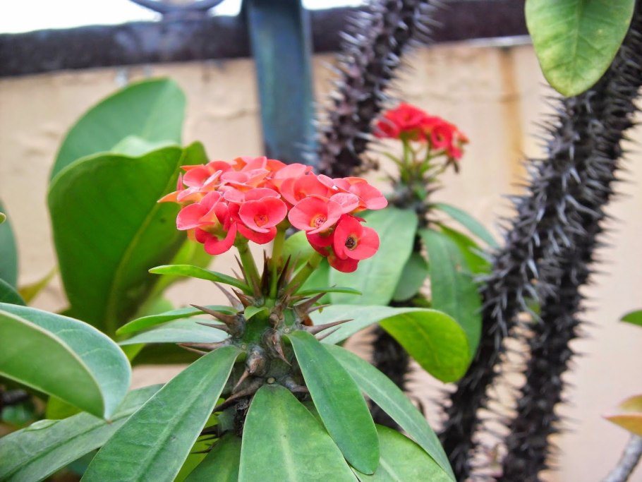 Цветок молочай миля