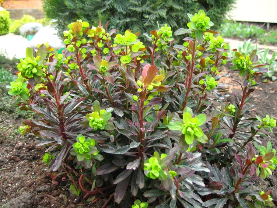 Молочай миндальный пурпуреа