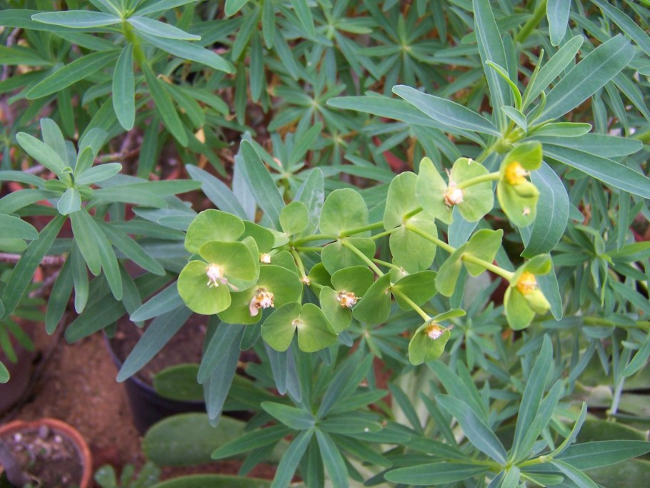 Euphorbia nicaeensis