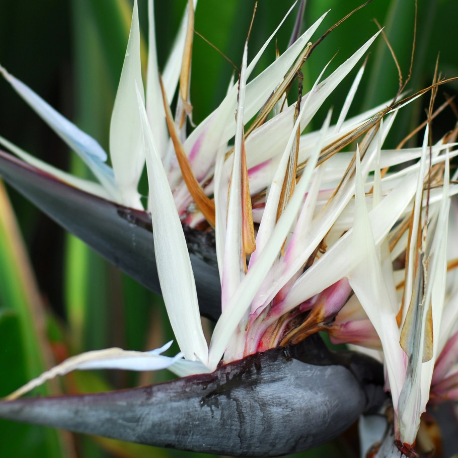 Стрелиция Николая семена