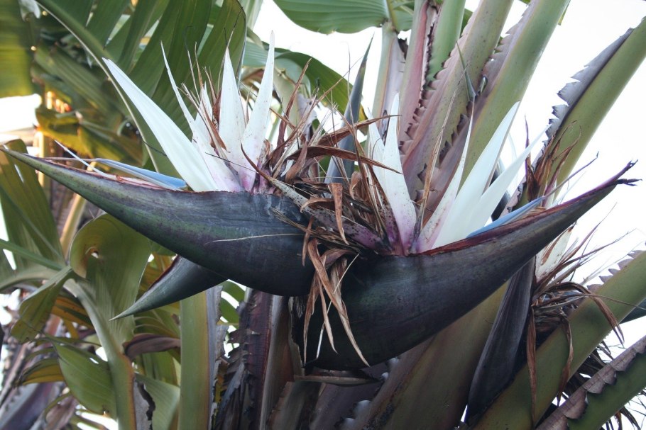 Strelitzia nicolai