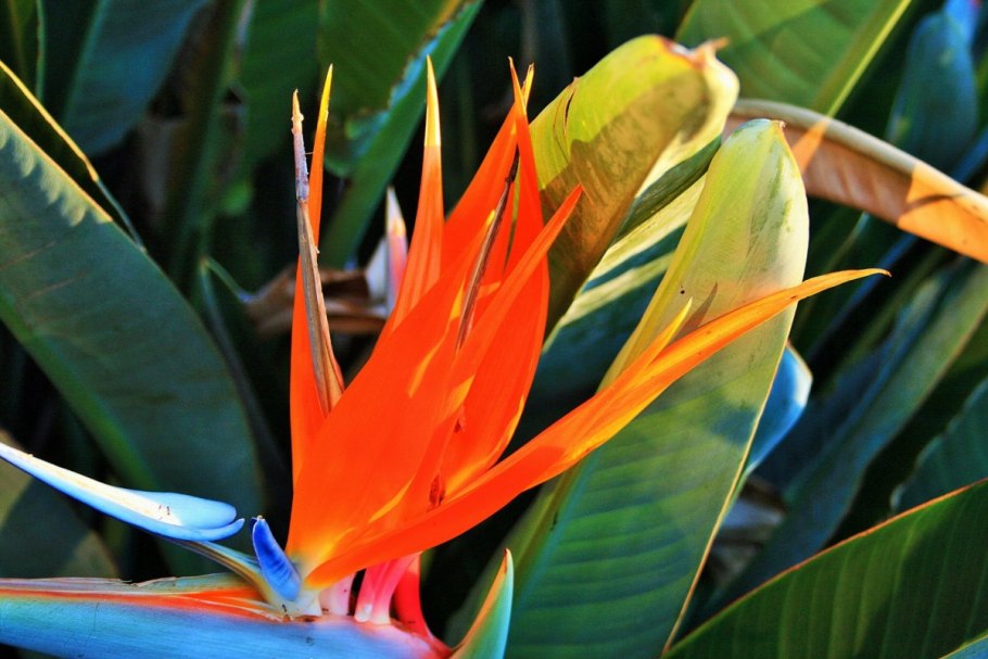 Стрелиция Nicolai