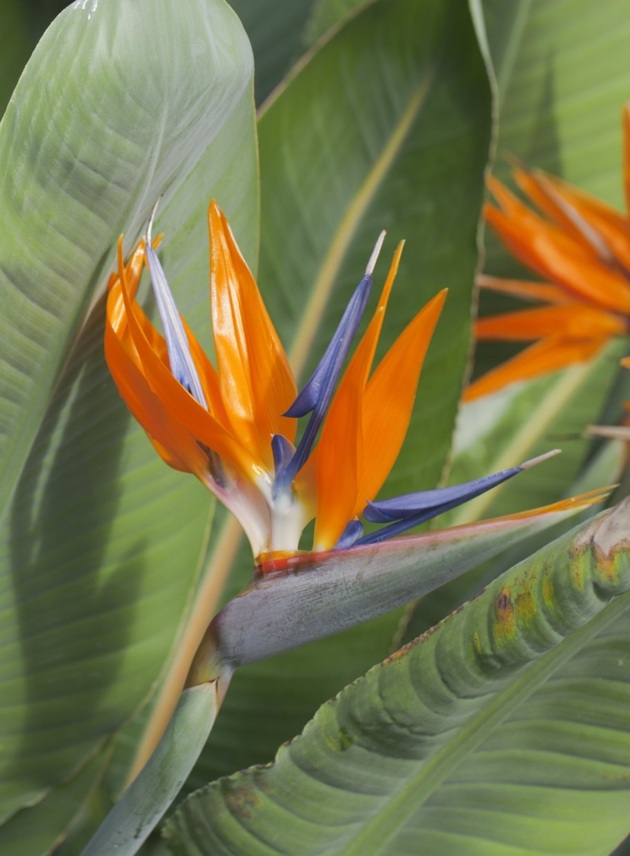 Стрелиция Николая