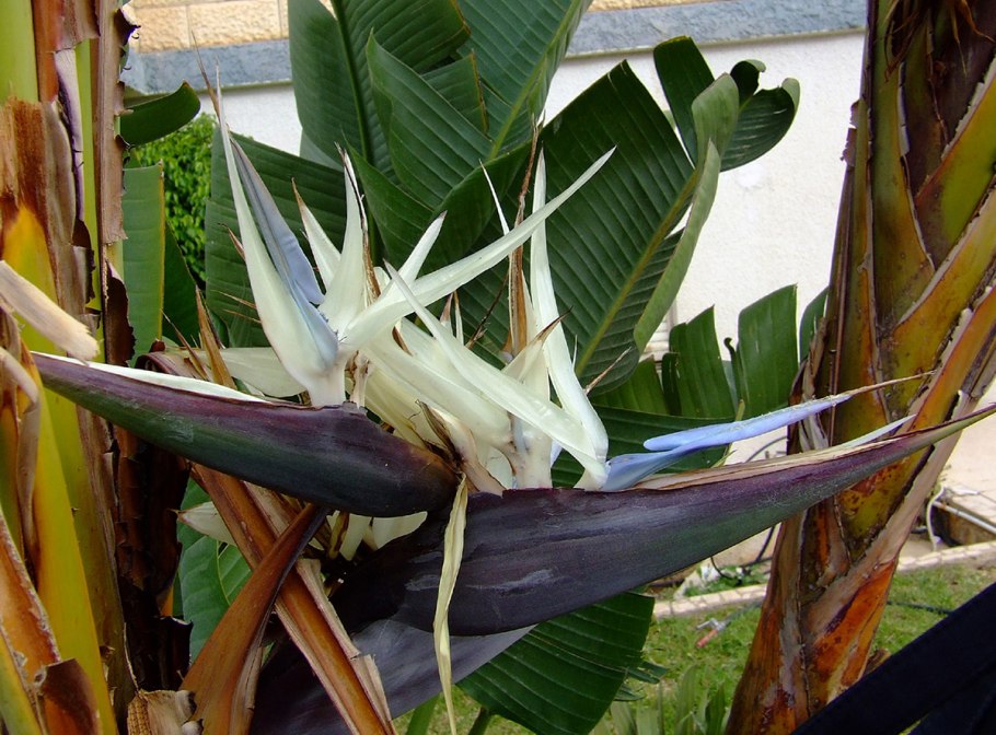 Стрелиция николаи