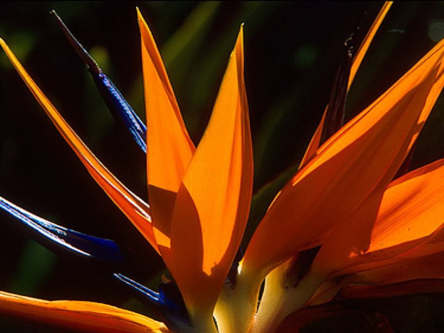 Цветы стрелиция