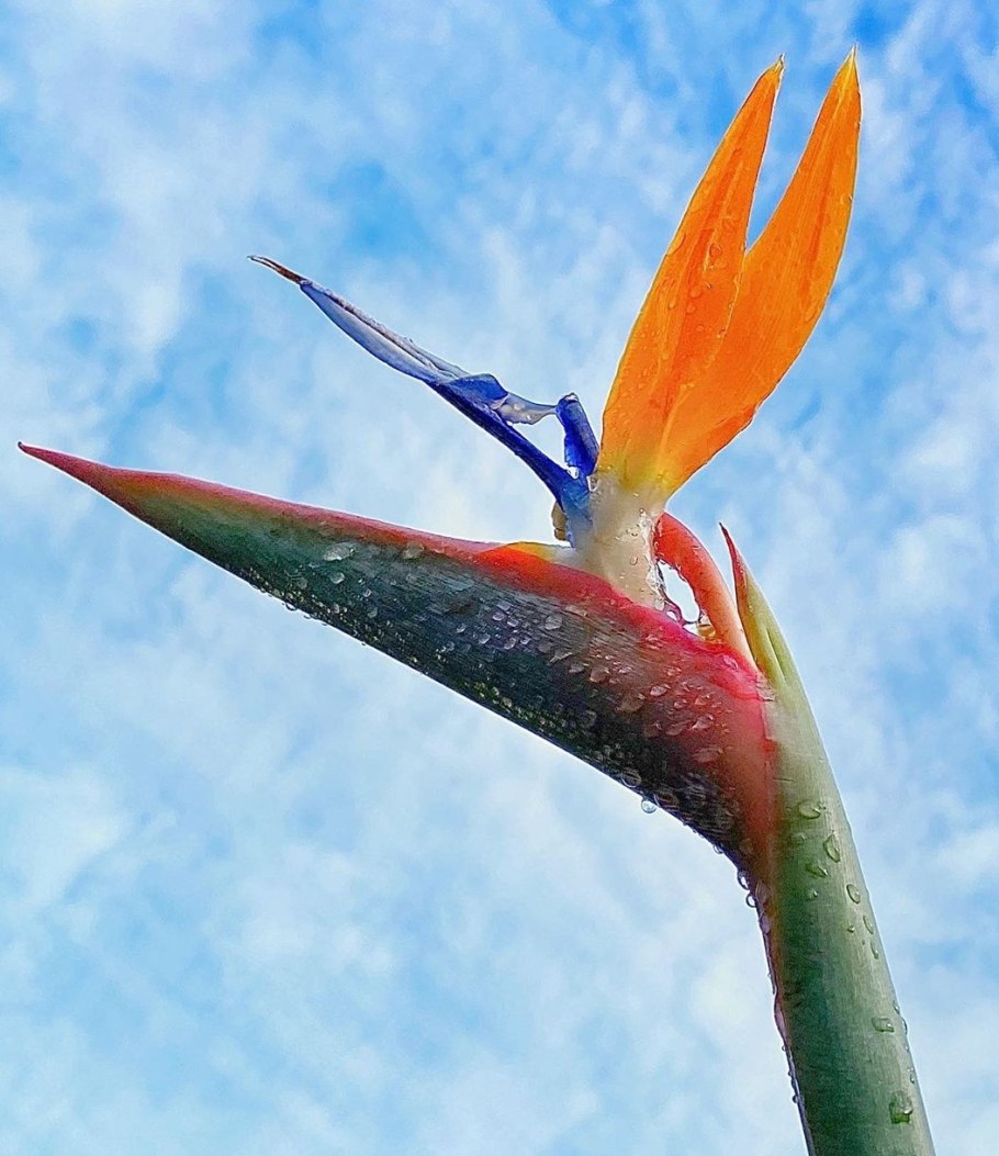 Ткань Стрелиция