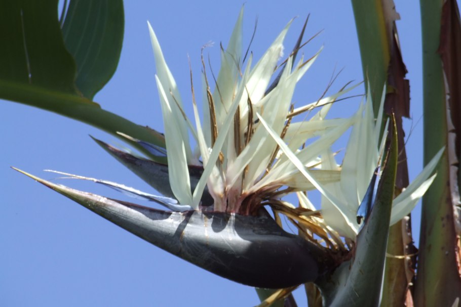 Стрелиция Nicolai