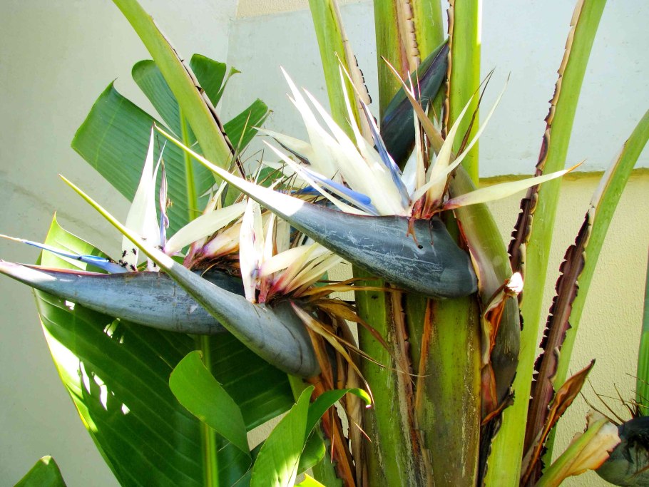 Strelitzia Alba