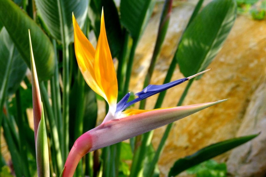 Стрелиция Николая цветок