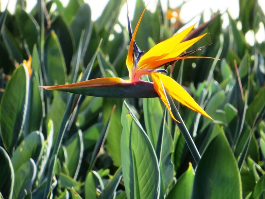 Strelitzia reginae