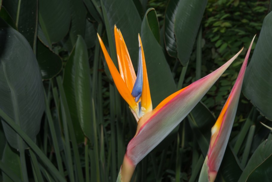 Strelitzia Nicolai (Райская птица) семена