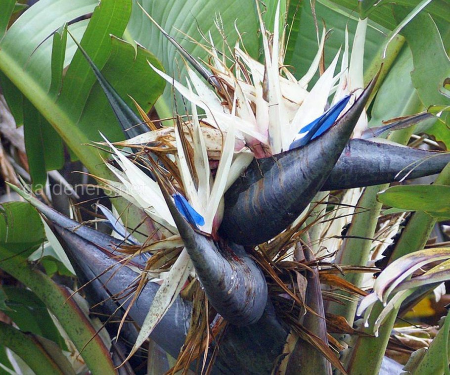 Стрелиция Николая белая