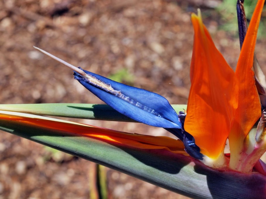 Стрелиция Николая