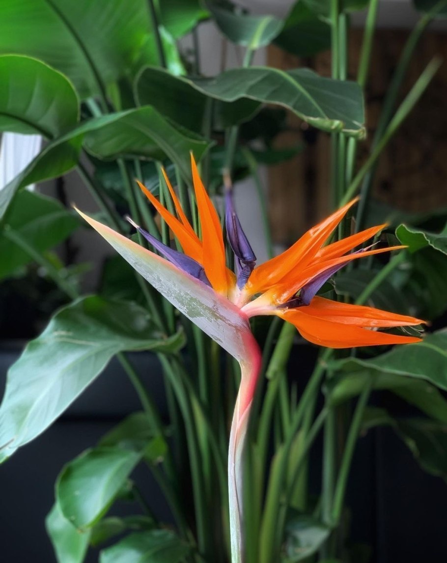 Цветок райская птица