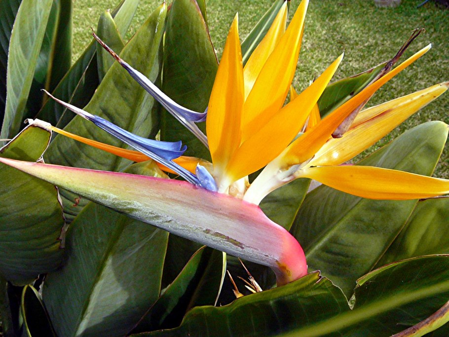 Стрелиция Николая