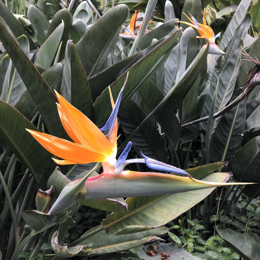 Стрелиция гигантская