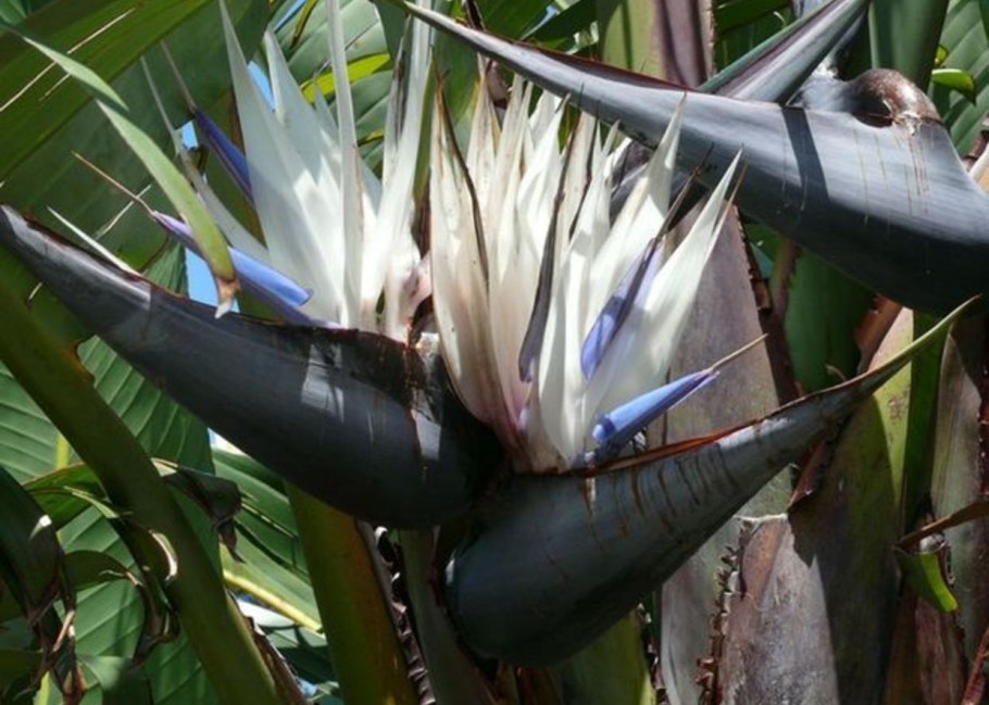 Стрелиция Николая