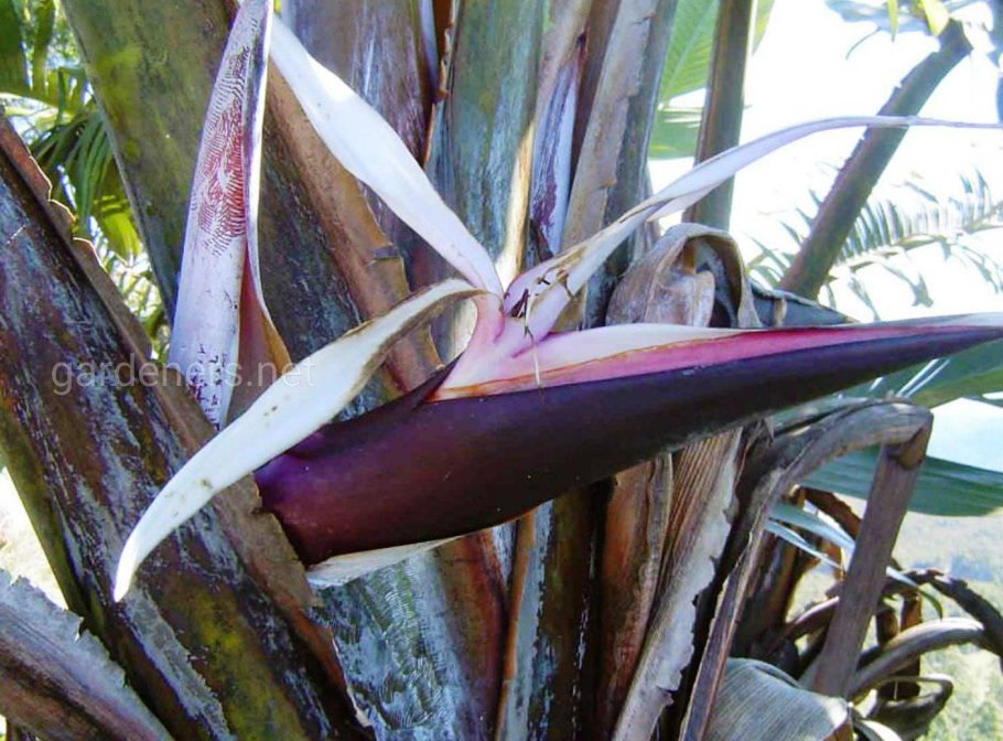 Стрелиция тростниковая