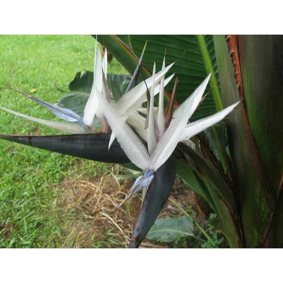 Strelitzia caudata