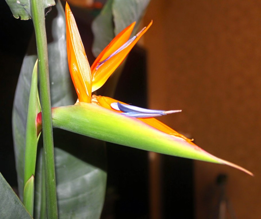 Стрелиция ситниковая