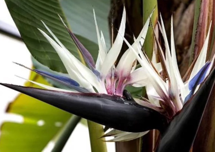 Цветок стрелиция королевская