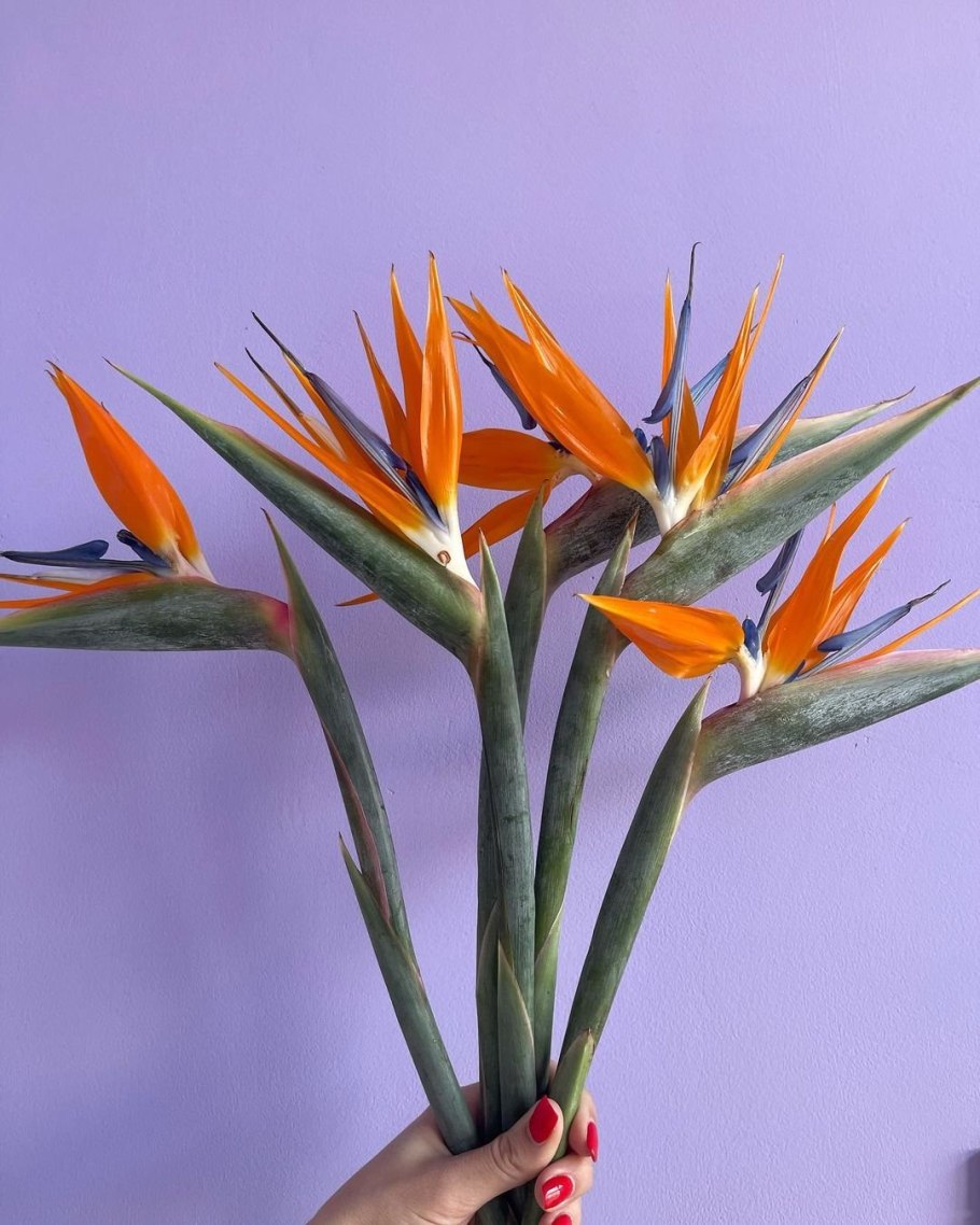 Стрелиция альба цветок