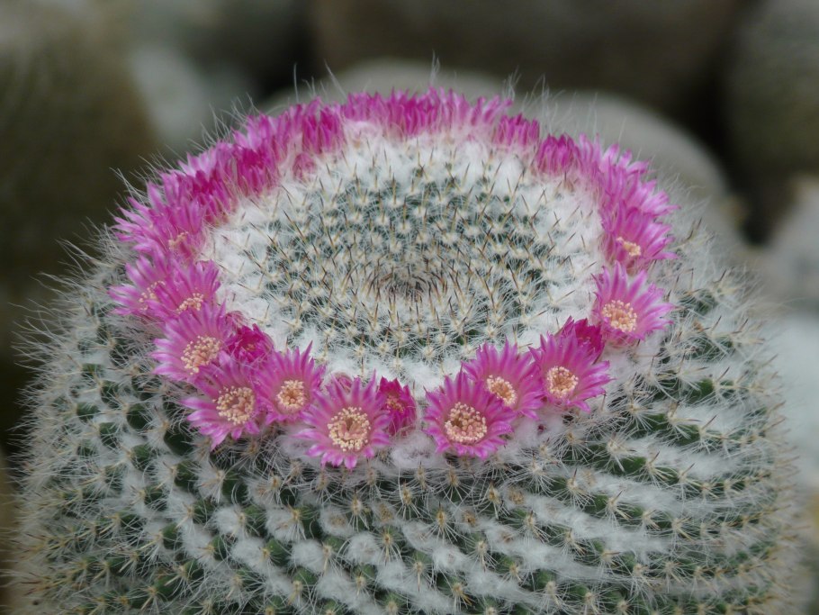 Кактус Маммиллярия Cactaceae