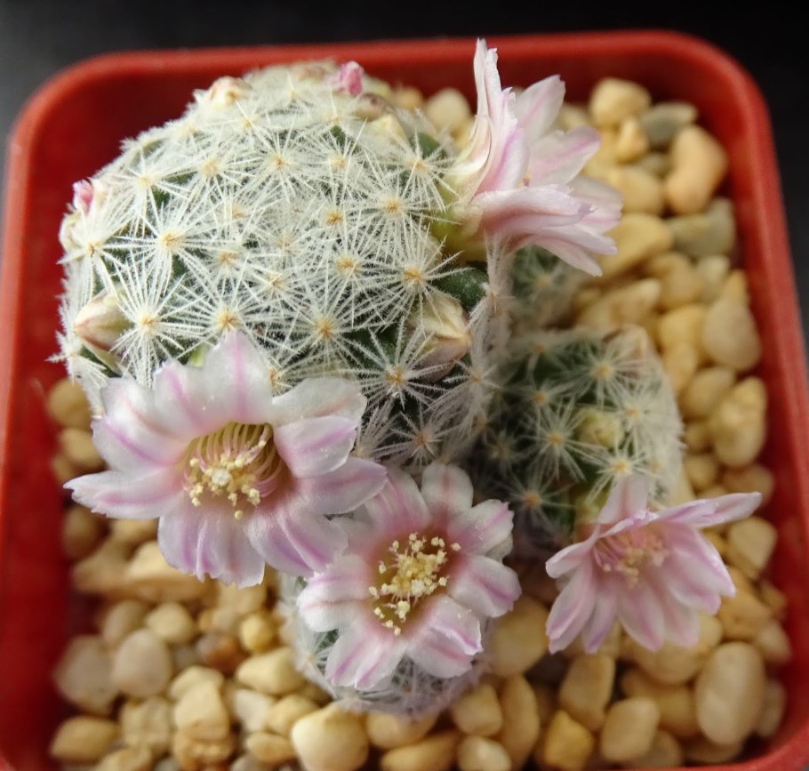 Маммиллярия Cadereytensis