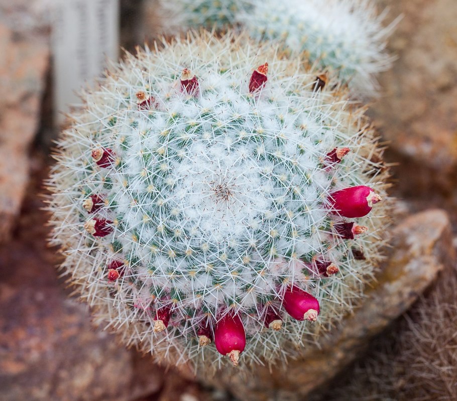 Mammillaria orcuttii Life