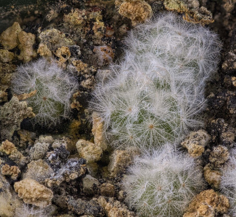Mammillaria parkinsonii
