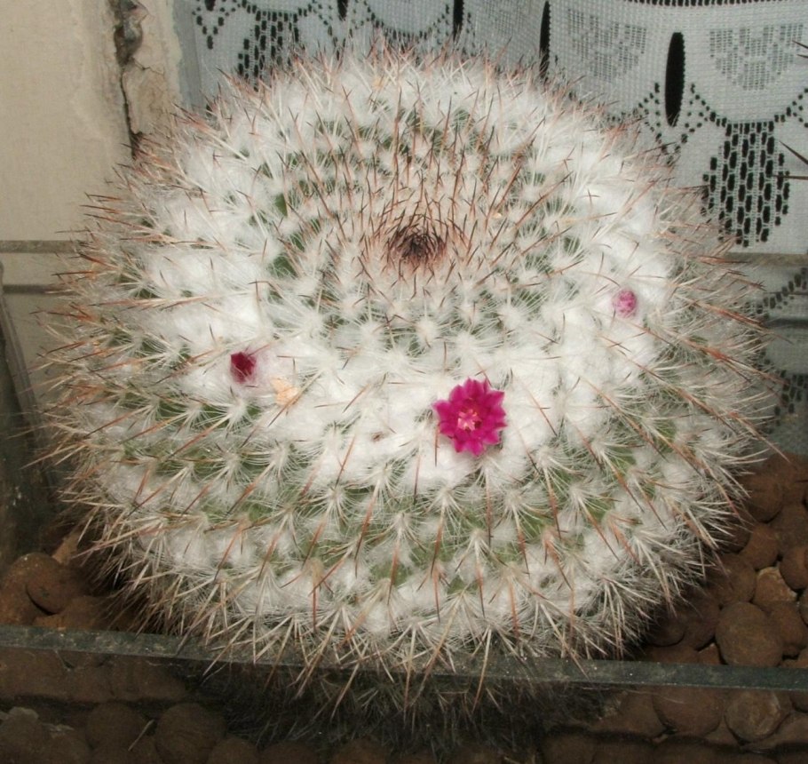 Mammillaria klissingiana Кактус
