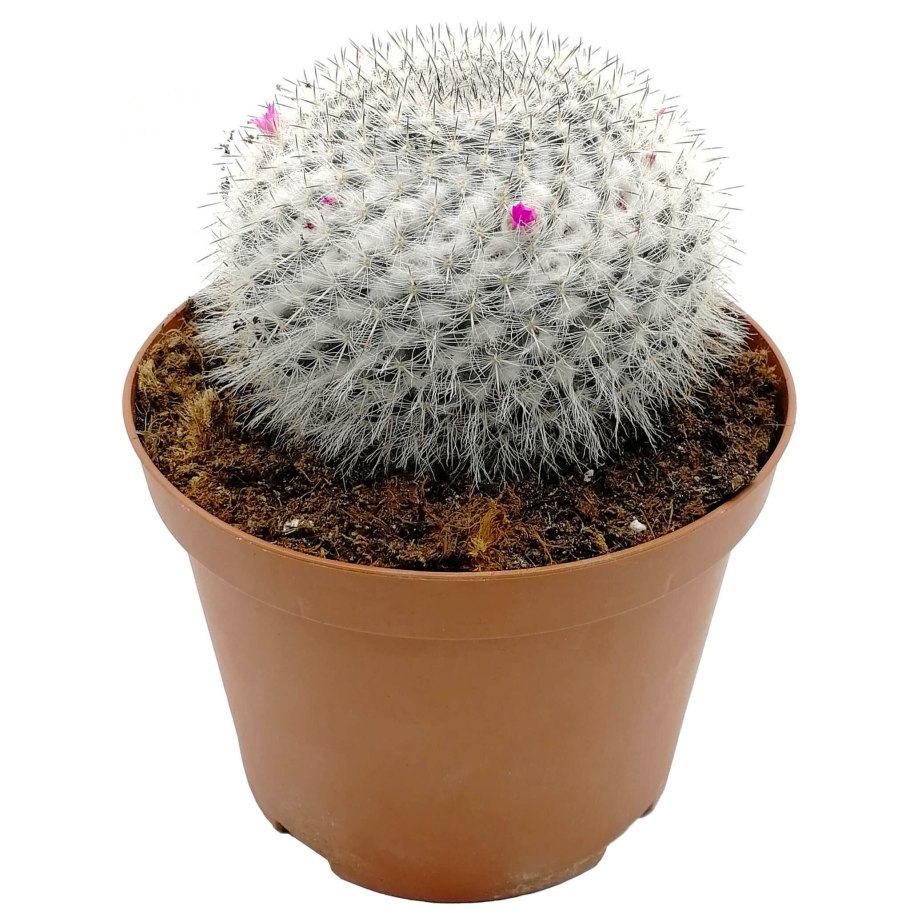 Mammillaria pringlei