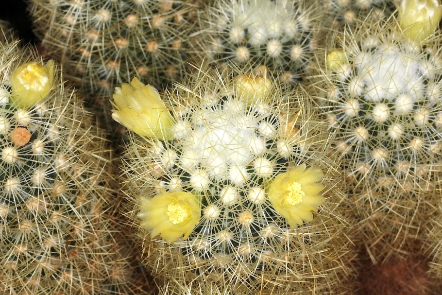 Mammillaria parkinsonii