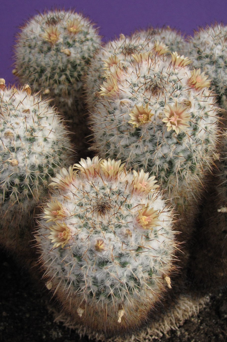 Stenocactus crispatus