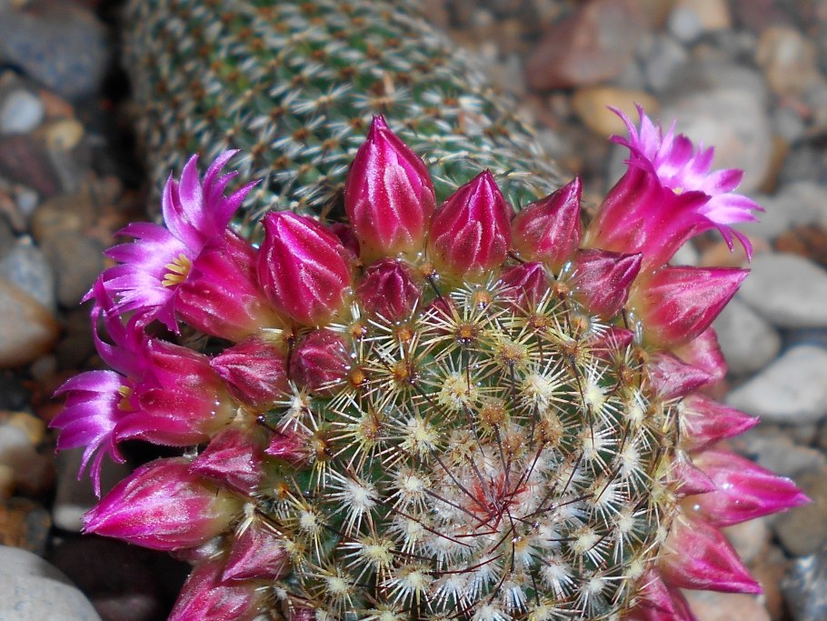 Маммиллярия хернандези Mammillaria hernandezii