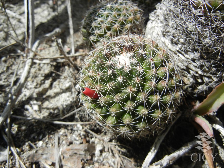 Кактус Mammillaria mystax
