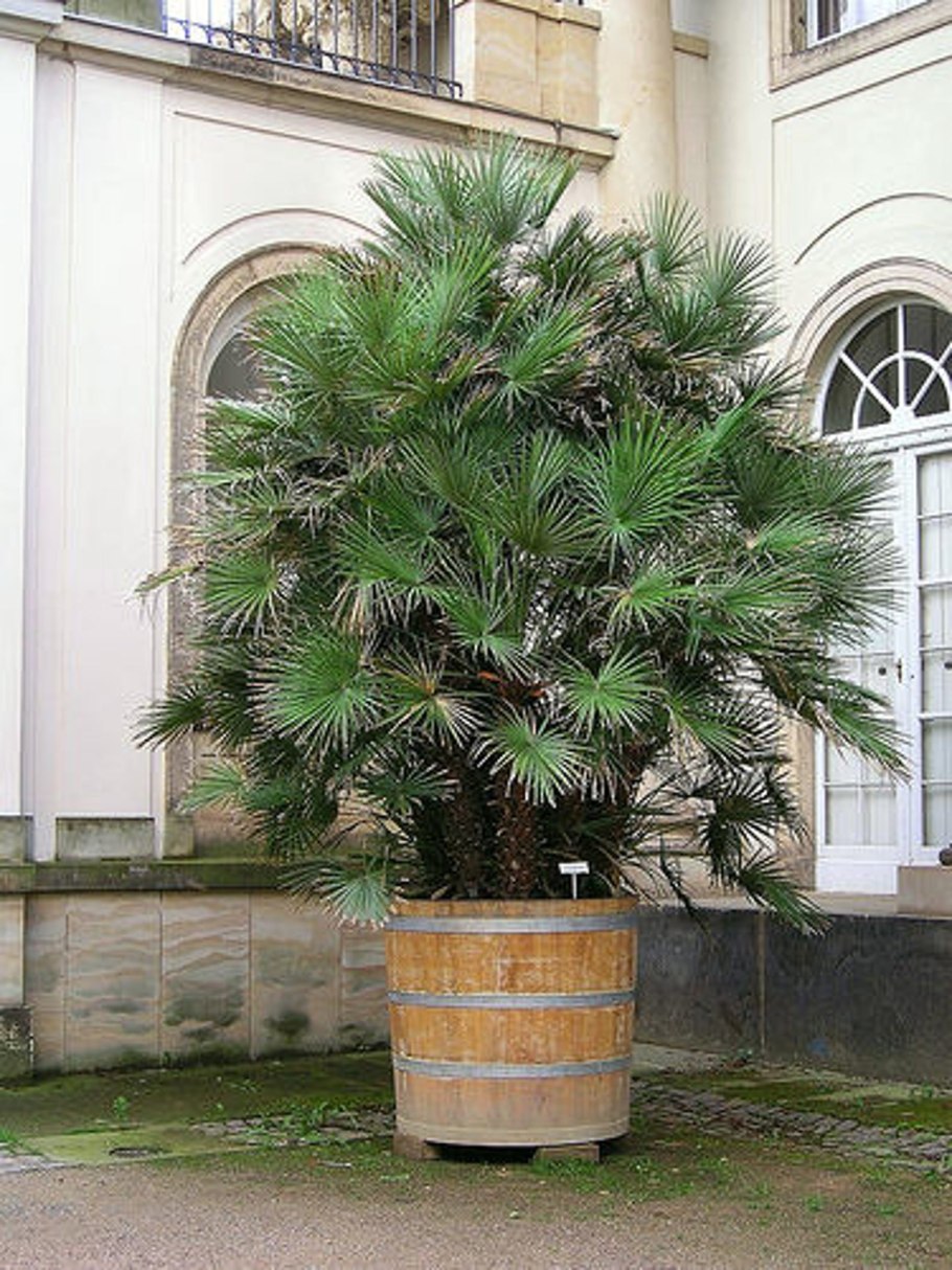 Карликовая Пальма сабаль