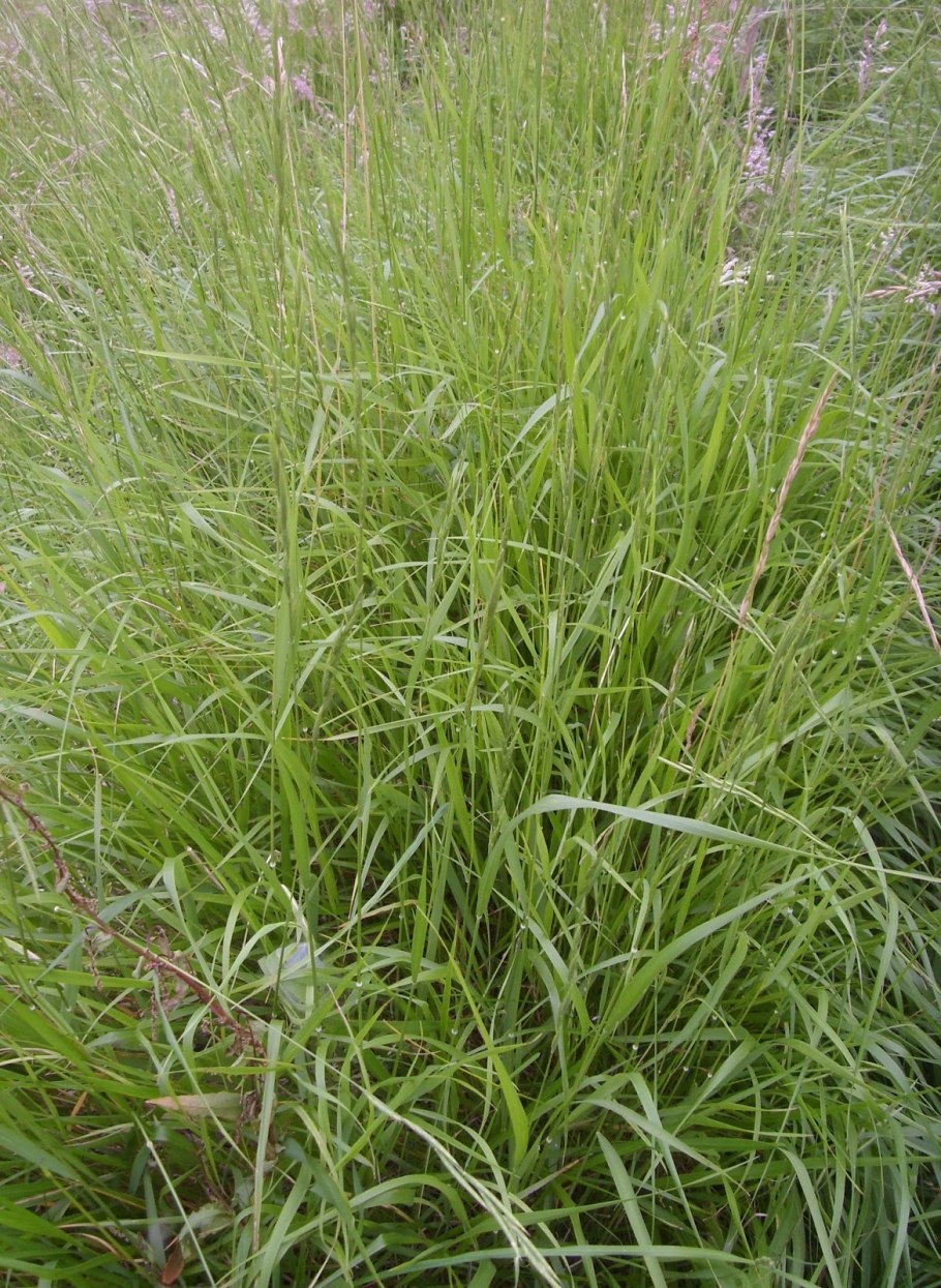 Brachypodium pinnatum