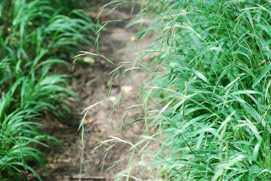Brachypodium pinnatum