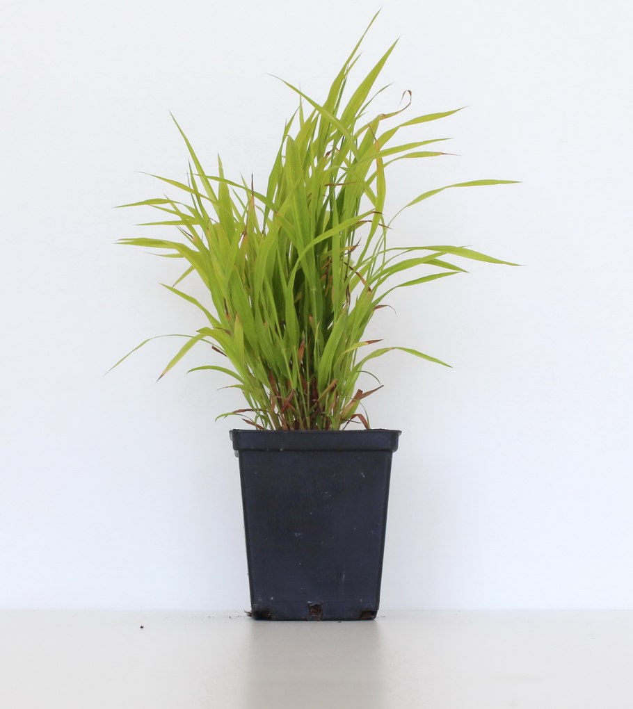 Brachypodium sylvaticum (HUDS.) Beauv