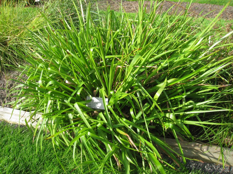 Камыш Лесной Scirpus sylvaticus