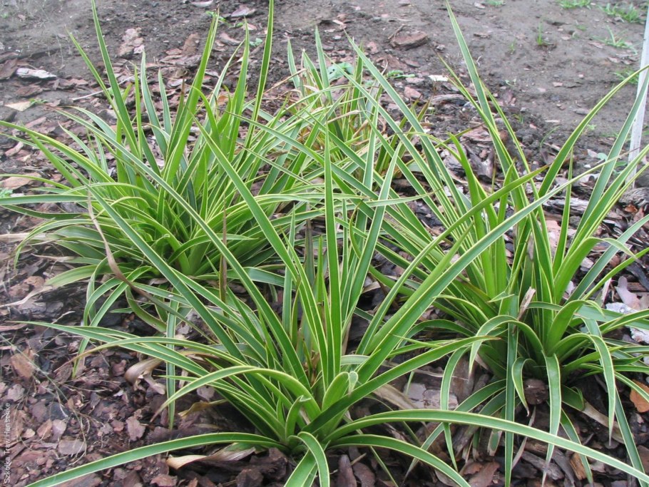 Ожика лесная marginata